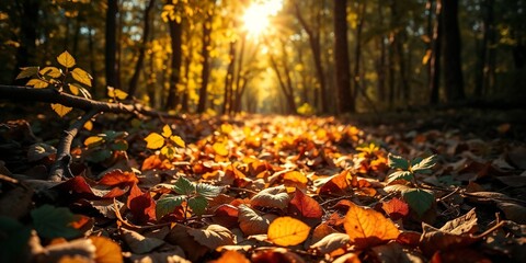 Sunlit Forest Floor with Autumn Leaves

