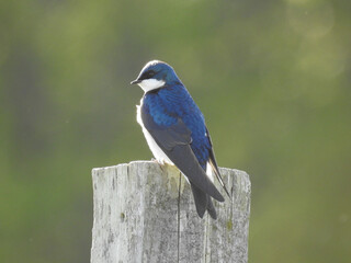 A tree swallow living within the Bombay Hook National Wildlife Refuge, Kent County, Delaware.