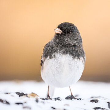 A Dark-eyed Junco On The Snow