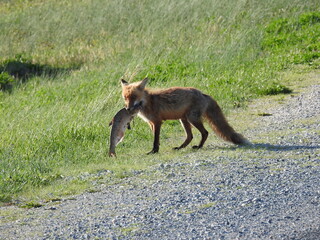 A hungry red fox, with a large fish, carp, in its mouth. Bombay Hook National Wildlife Refuge, Kent County, Delaware. 