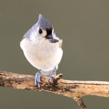 A Tufted Titmouse Eating