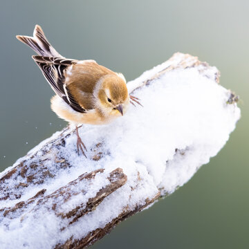 An American Goldfinch On A Log