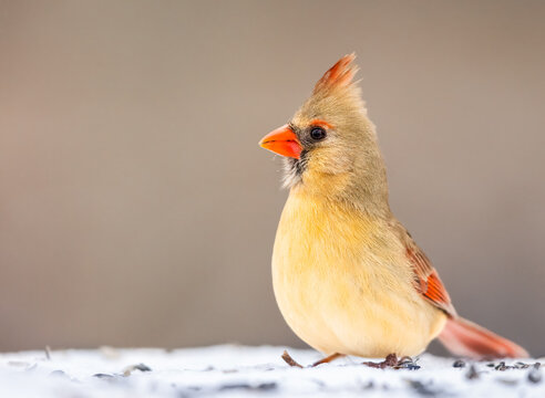 A Female Northern Cardinal On The Snow