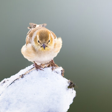 An American Goldfinch On A Log