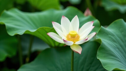A beautiful white lotus flower with a yellow lotus pod at its center, surrounded by large green leaves.