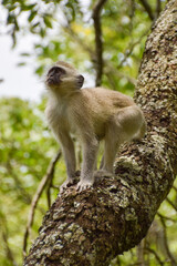 A vervet monkey on a tree in a nature reserve in Zimbabwe,