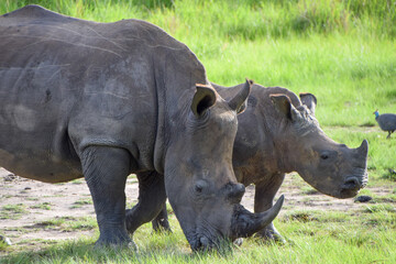 Fototapeta premium A white rhino with her calf in a nature reserve in Zimbabwe,
