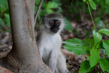 Fototapeta premium A young vervet monkey in a nature reserve in Zimbabwe