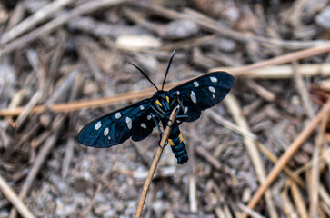 Sphinx du pissenlit ou Amata phegea