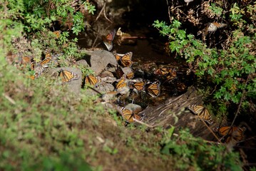Monarch butterflies in stream