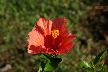 Single Red hibiscus flower