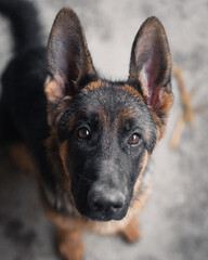 German Shepherd Puppy Looking Up