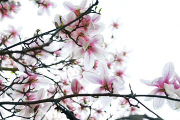 Light pink magnolia flowers in full bloom on a tree against the sky