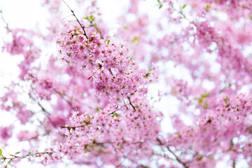 Close-up of delicate pink cherry blossoms in full bloom against a blurry background