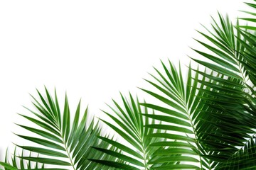 Obraz premium Palm leaves nature green backgrounds.