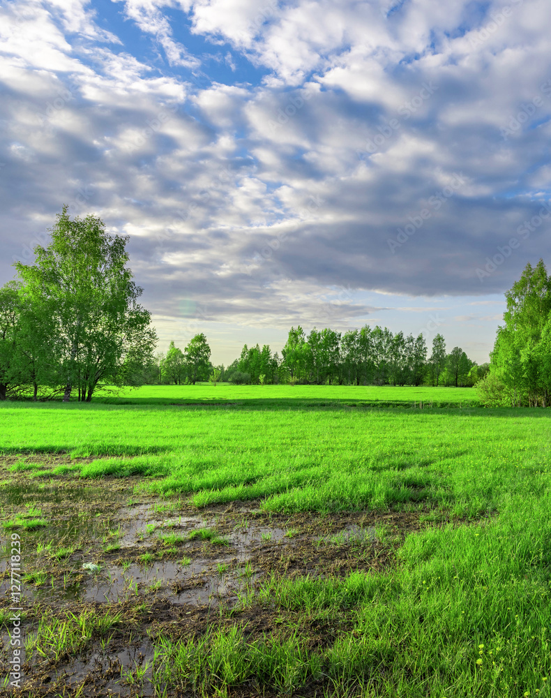 Wall mural field of grass with a few trees in the background