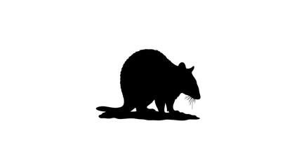Fototapeta premium Silhouette of wombat on white background, minimalist design