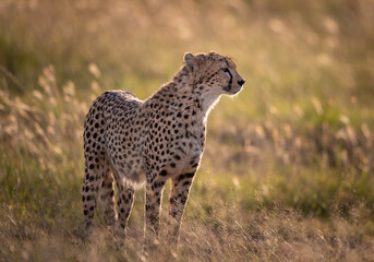Cheetah (Acinonyx Jubatus) standing on grassland in Wildlife Reserve Maasai Mara in Kenya