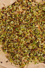 A close-up shot of a mix of alfalfa and broccoli sprouts, showcasing their vibrant green color and delicate texture