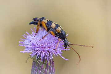Strangalia na kwiecie ostu – makrofotografia chrząszcza. © Henryk Guziak