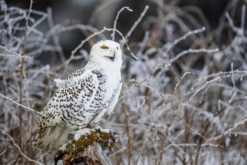 The snowy owl (Bubo scandiacus), also known as the polar owl, the white owl is calling