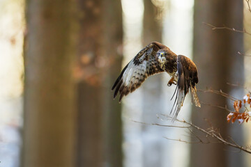 common buzzard (Buteo buteo) Flying through the forest with a backlight