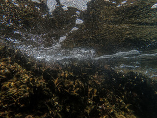 Mussels underwater on a rock on the sea shore, natural scene in mediterranean sea, Black mussels undersea, mussels on rocks undersea, group of common mussels together underwater, Mediterranean food.