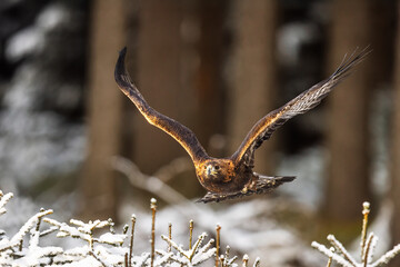 male golden eagle (Aquila chrysaetos) flying through the forest with a nice light