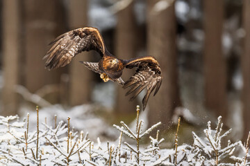 male golden eagle (Aquila chrysaetos) flying out of the forest