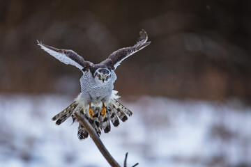 female The northern (goshawk Accipiter) is sitting on a stick