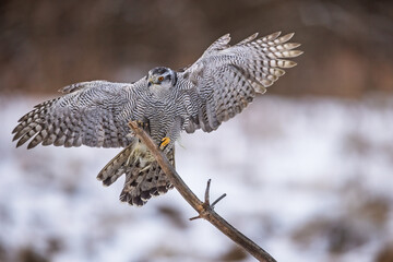 female The northern (goshawk Accipiter) on dry branches