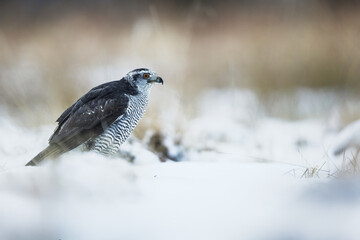 Obraz premium female The northern (goshawk Accipiter) on the ground on a freezing day