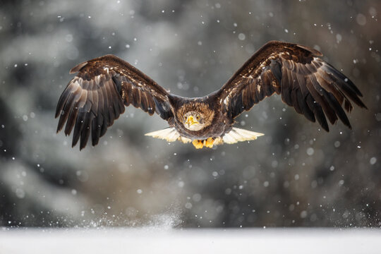 White-tailed eagle (Haliaeetus albicilla) flying between flakes of snow