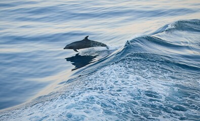 Delifin springt flach © Paszkal