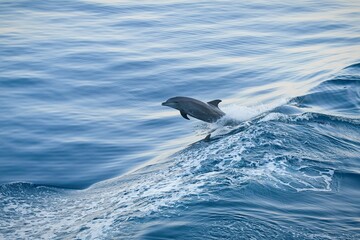 Delfin springt steil, zweite Flosse © Paszkal