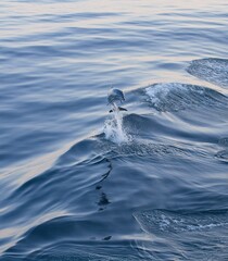 Delfin springt hoch © Paszkal