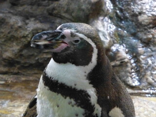 Naklejka premium penguin on the rocks