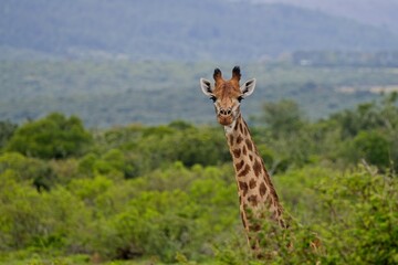 Giraffe neugierig
