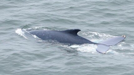 Fototapeta premium A whale swimming in the ocean, showcasing its dorsal fin and tail.