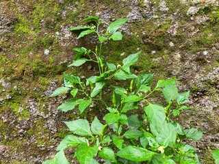 Flowering cayenne pepper plants with fresh green leaves