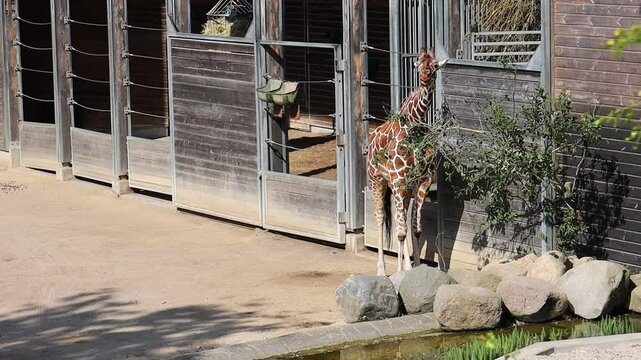 Beautiful tall giraffe eating leaves from a tree on a sunny day. High quality FullHD footage