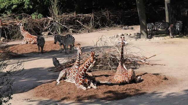 A group of giraffes resting on a sunny day. High quality FullHD footage