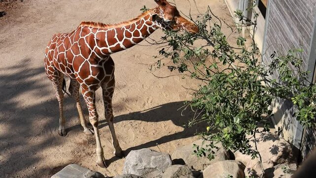 Beautiful tall giraffe eating leaves from a tree on a sunny day. High quality FullHD footage