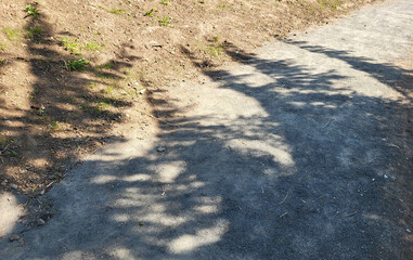 The shade of the fir branches in the park lies on the brown ground