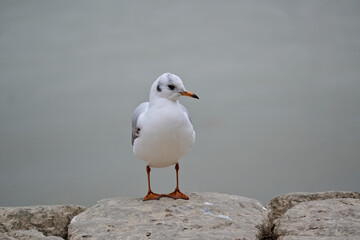 seagull on a rock