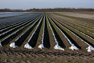 Land prepared for agricultural cultivation of Peonies, pattern of long, straight ridges and furrows...