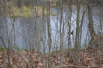 Frozen water in a pond. the leaves have turned yellow and fallen from the trees and bushes. A small pond is visible through the young trees. There is a thin ice crust on the flat surface of the pond.