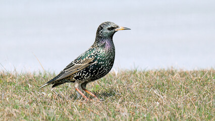 blackbird on a grass