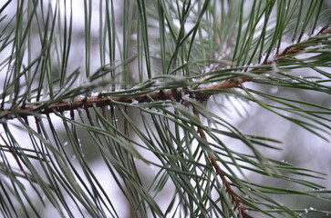 Long thin cedar needles. Green background of long curved needles growing on a brown cedar branch....