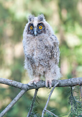great horned owl